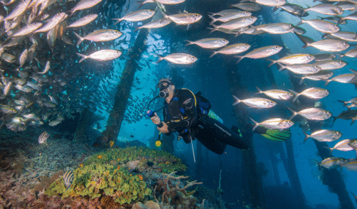 Papua Arefie Birie Island Diving