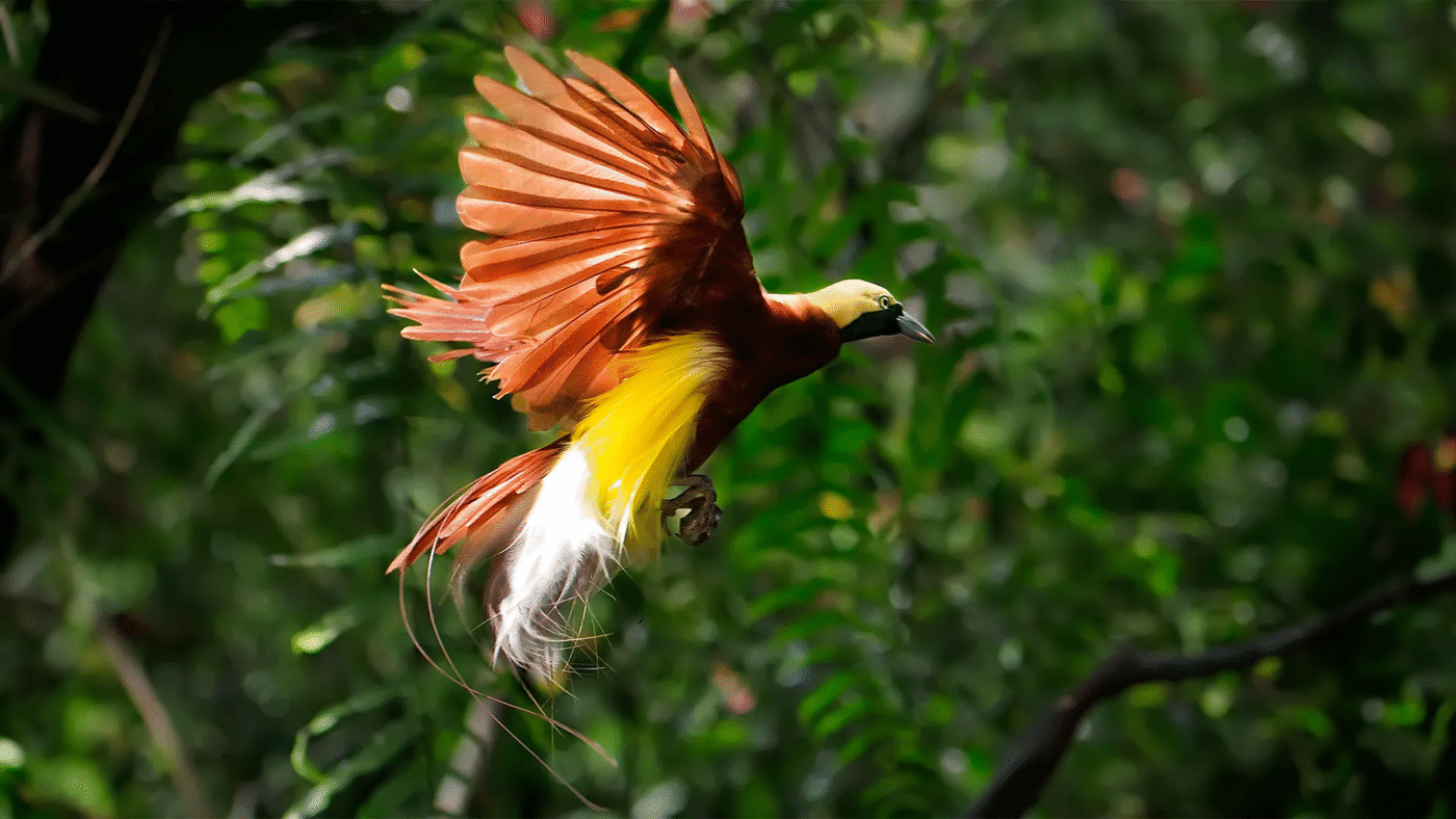 Papua Paradise Eco Resort Paradise Bird