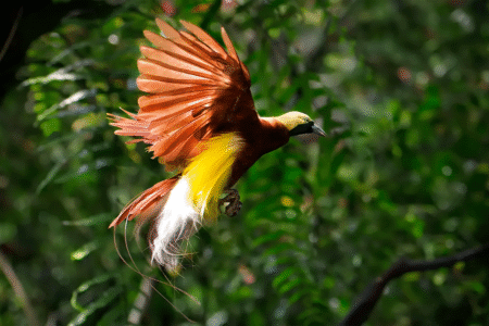 Papua Paradise Eco Resort Paradise Bird
