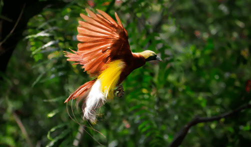 Papua Paradise Eco Resort Paradise Bird