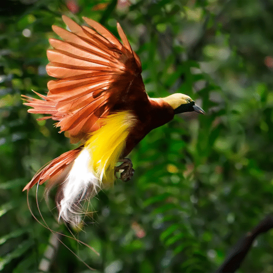 Papua Paradise Eco Resort Paradise Bird