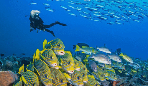 Papua Sauwandarek 1
