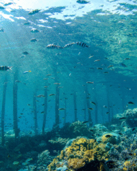 Papua Sauwandarek 2