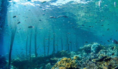 Papua Sauwandarek 2
