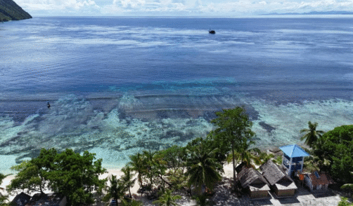Papua Sauwandarek