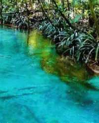 Papua Warsambin