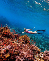 Snorkeling Rote
