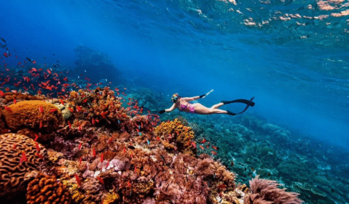 Snorkeling Rote