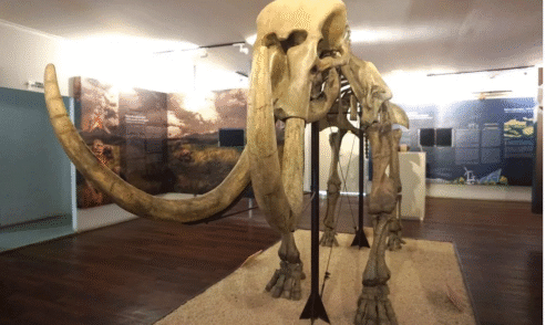 Timor Kupang Museum Negeri 1
