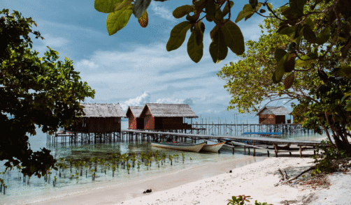 papua Arborek 2