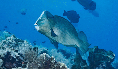 perroquets à bosse - Snorkeling Morotai