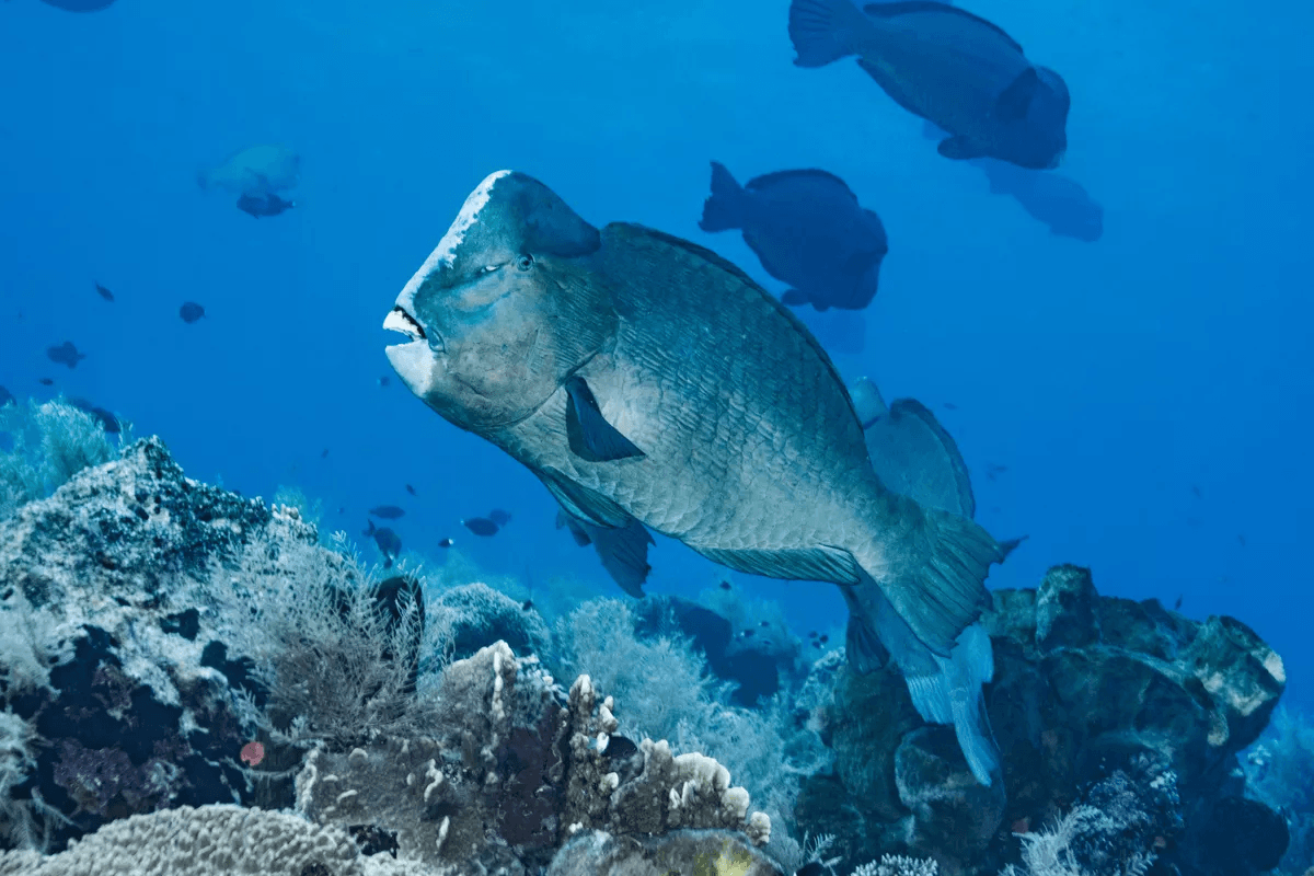 perroquets à bosse – Snorkeling Morotai