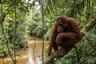 Bornyo-indonysien-Kalimantan-orangs-outans-jungle-et-riviyres