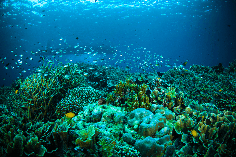 Maluku Ambon Pulau Tiga 1