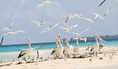Maluku Kei Ngurtavur Sandbank 3