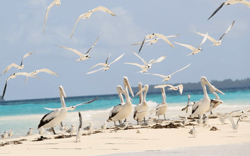 Maluku Kei Ngurtavur Sandbank 3