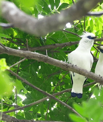 Parc national de Bali Barat