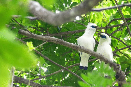 Parc national de Bali Barat