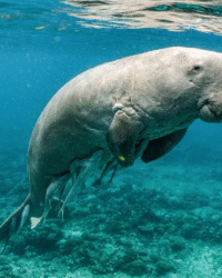 Sumbawa Calabrai Dugong 1