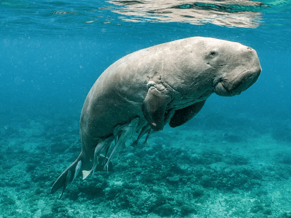 Sumbawa Calabrai Dugong 1