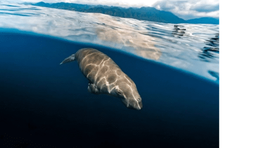 Sumbawa Calabrai Dugong