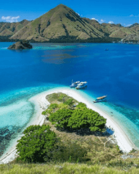 Flores Pulau Kelor