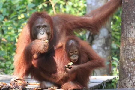 Borneo Tanjung Puting Orang Outan