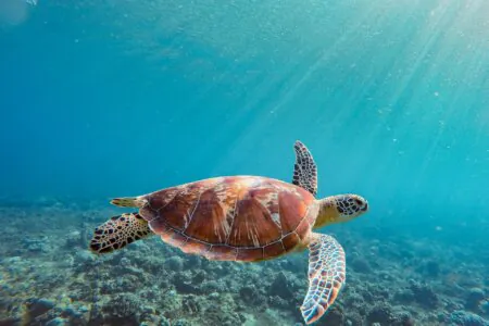 Gili Turttle