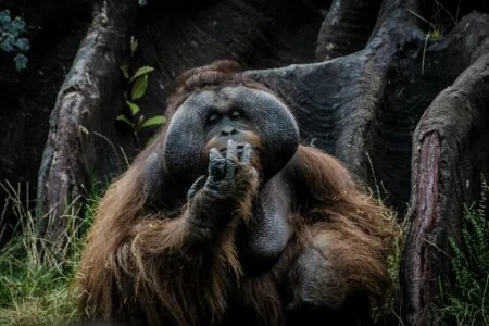 Sumatra Leuser Orang Outan