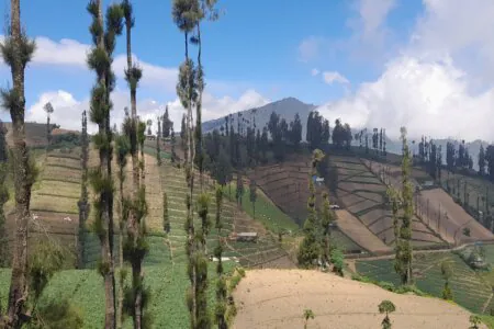 plantation route de malang-java-4