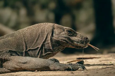 Flores Komodo 11
