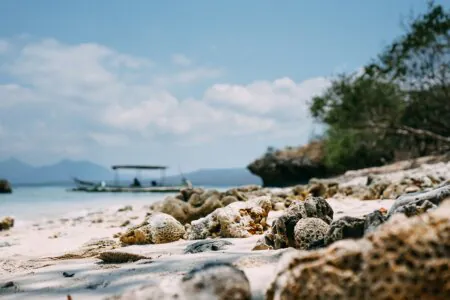 Bali Menjangan 1