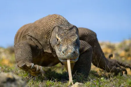 Flores Komodo 34