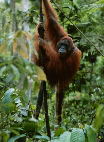 Sumatra Bukit Lawang 2