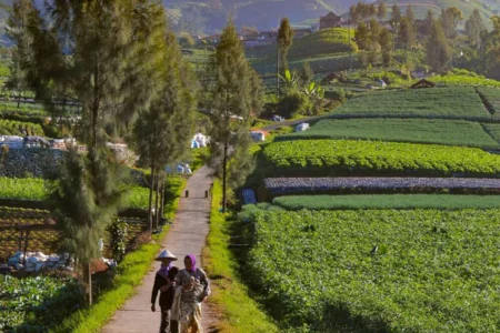 Java Suka Makmur Vegetable village 2